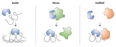 Disease-Causing Mutations and Rearrangements in Long Non-coding RNA Gene Loci